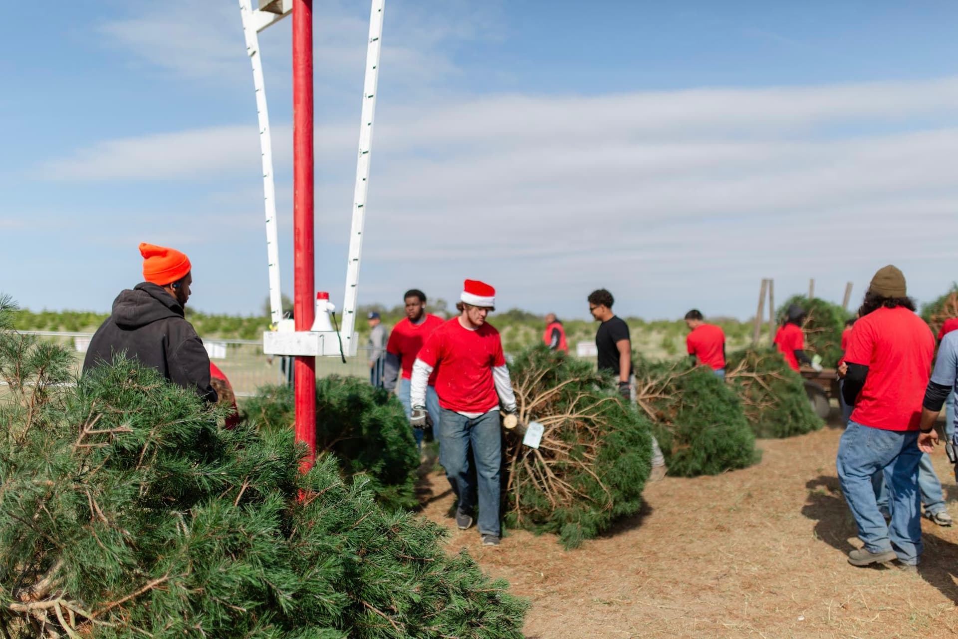 Austin-area Christmas tree farms to visit for the holidays