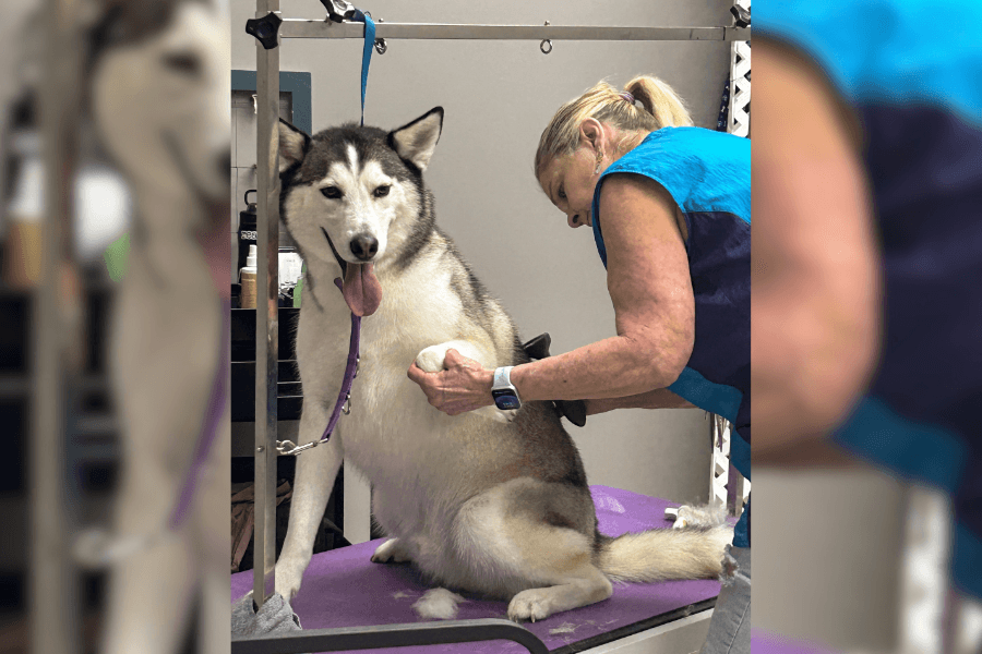A groomer brushes a husky sitting on a purple grooming table at a pet salon.