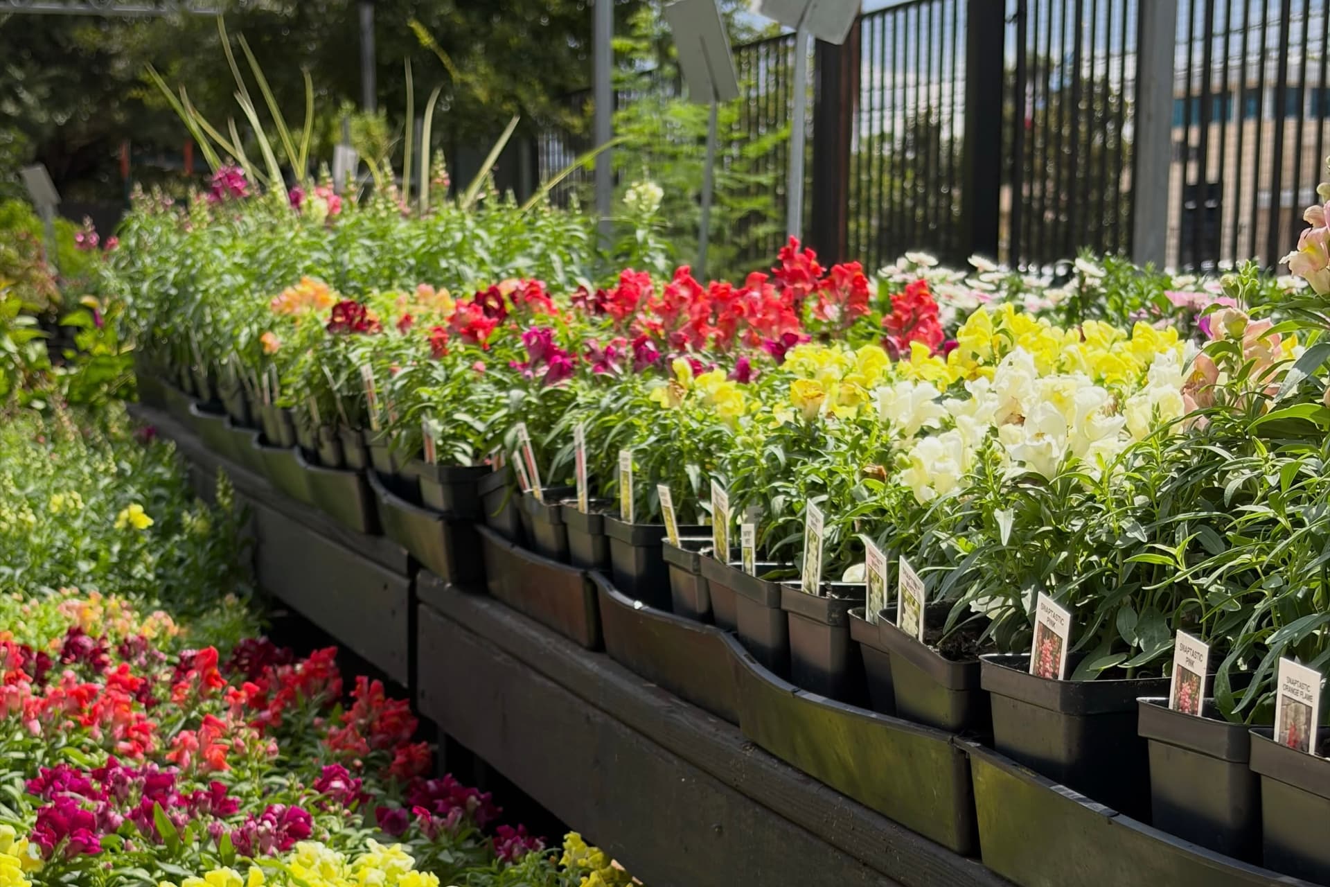 Buchanan's Native Plants to celebrate 40th anniversary with fall festival