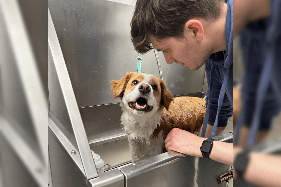 Man leans over a stainless steel grooming tub beside a happy wet brown-and-white dog.