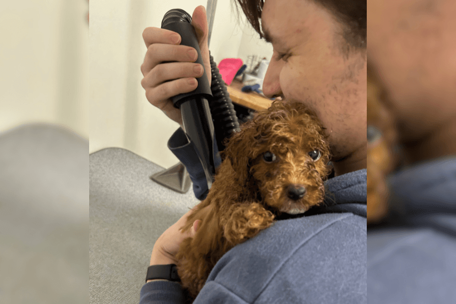Person holds a brown curly-haired puppy while drying its fur with a handheld blow dryer.