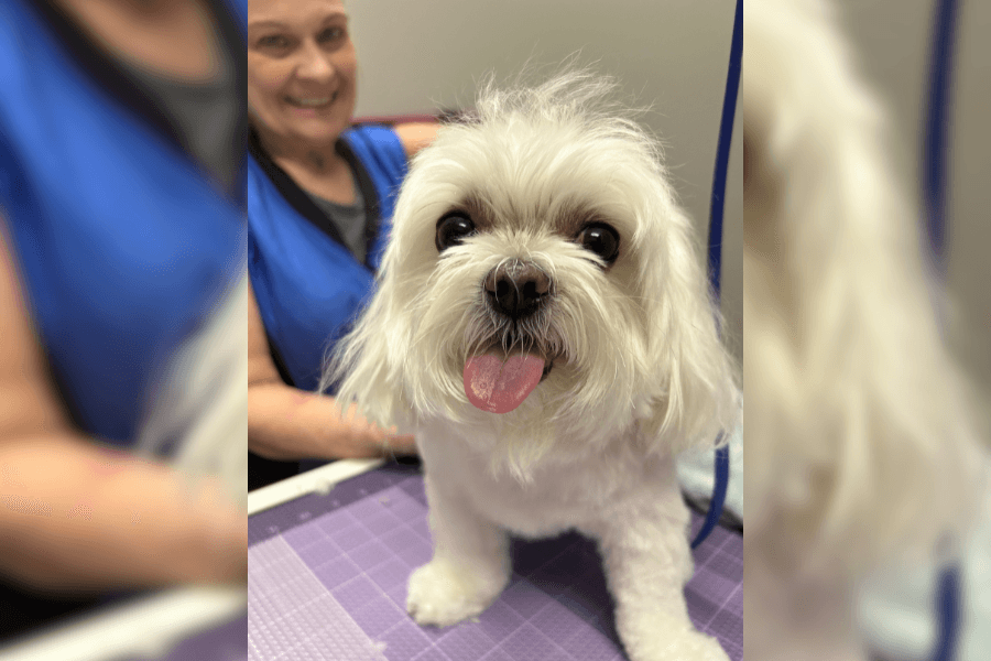 Small white fluffy dog with tongue out on a grooming table, smiling groomer in blue behind it.
