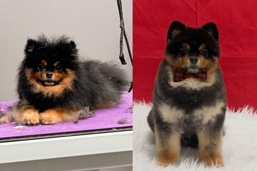 How Kingwood’s Dog Gone Stylin’ creates a low-stress grooming experience