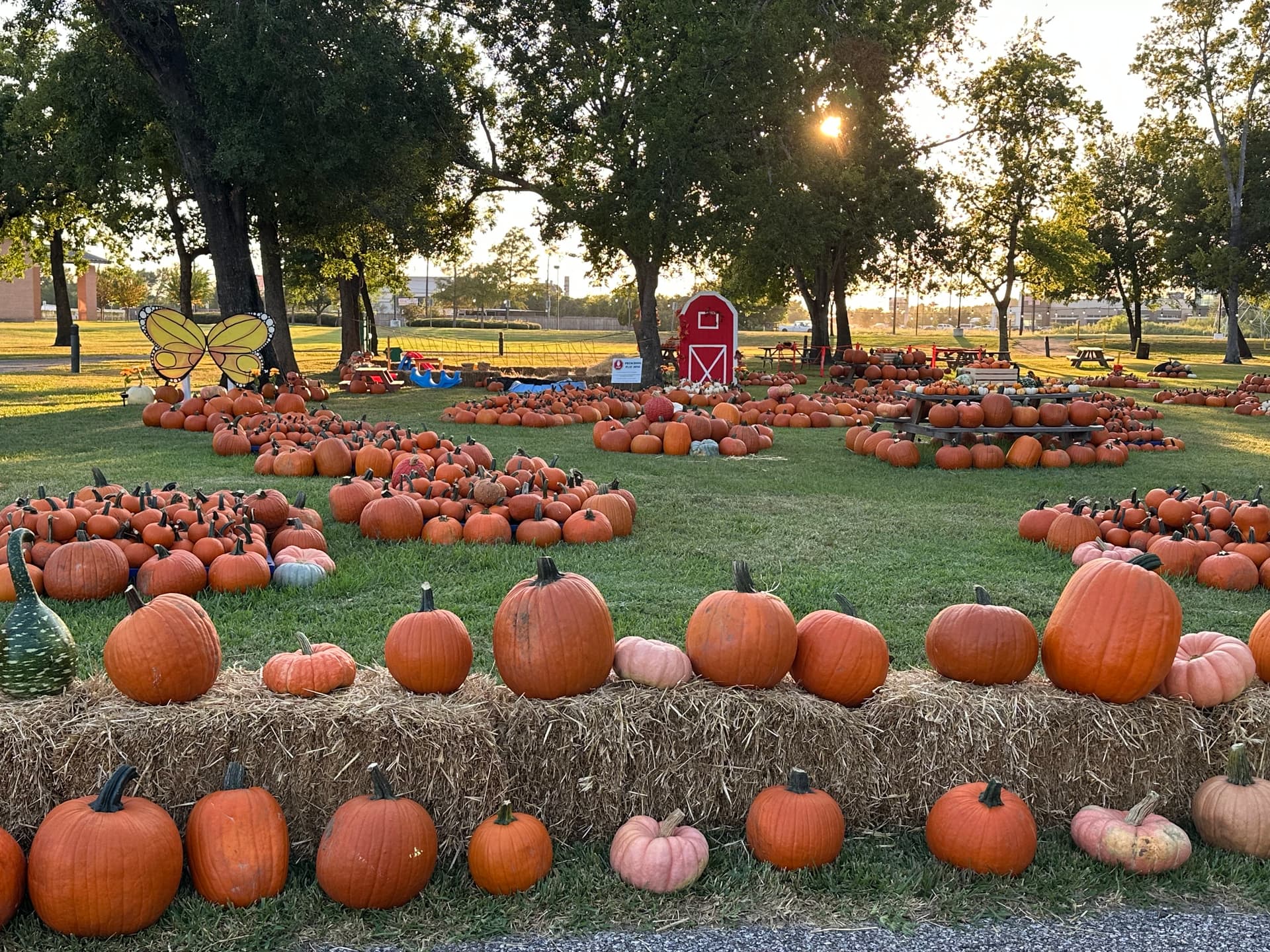 Celebrate fall at these 6 Pumpkin Patches in and around the Cypress, Cy-Fair area