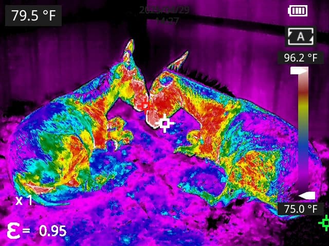 Spotting injury early: How a North Texas company uses thermal imaging to uncover hidden pain in horses and dogs