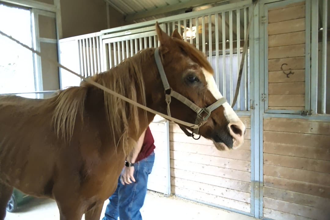 Chestnut horse with a halter stands in a stable as a person in jeans stands behind it.