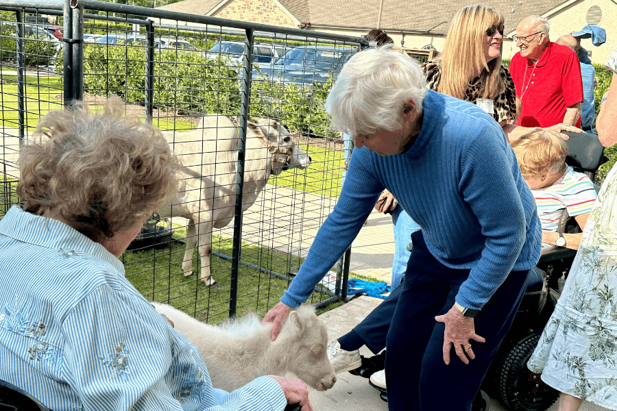 Seniors pet a white goat and miniature donkey at an outdoor animal visit, with people smiling nearby.