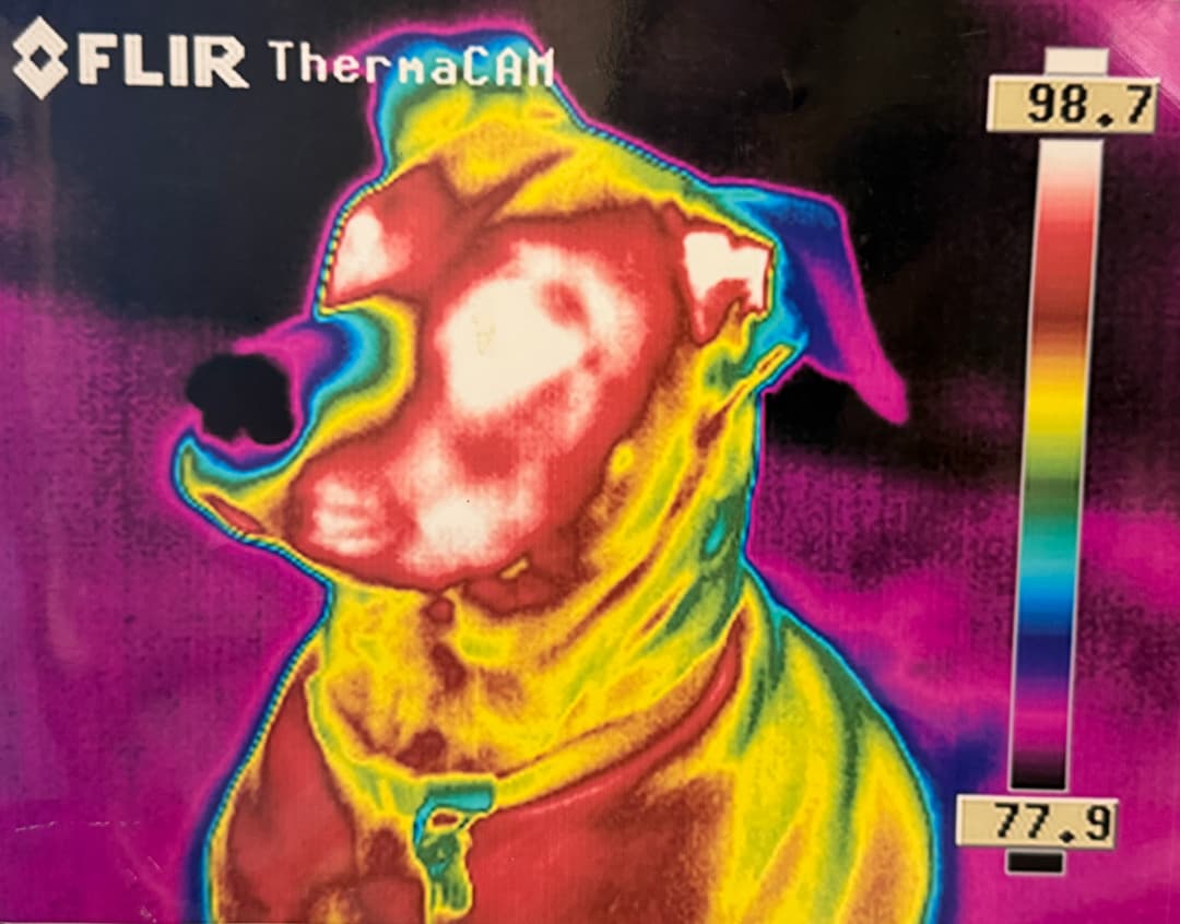 FLIR thermal camera image of a dog's head, with temperature scale ranging from 77.9 to 98.7 degrees.