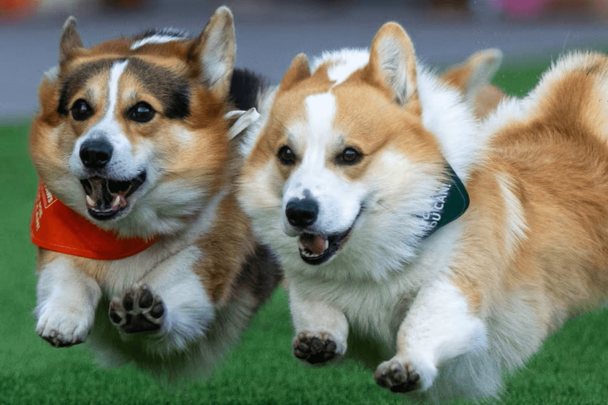 Corgi races, biketober: 8 things to do in Bryan-College Station this weekend