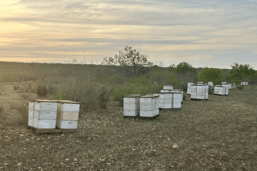 Rows of white wooden beehive boxes in a rural field with scrub brush at dusk.