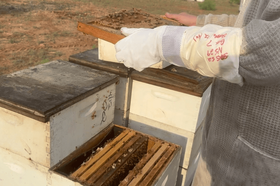 Beekeeper in protective gloves inspects a honeycomb frame covered in bees above open hive boxes.