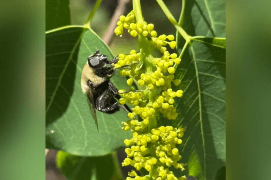 Bee-like insect feeding on clusters of small yellow flower buds among green leaves.