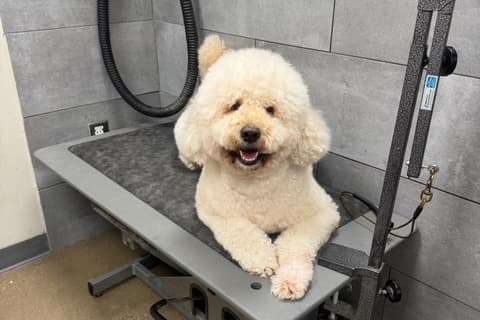 Petbar dog grooming boutique coming to Prosper in 2027