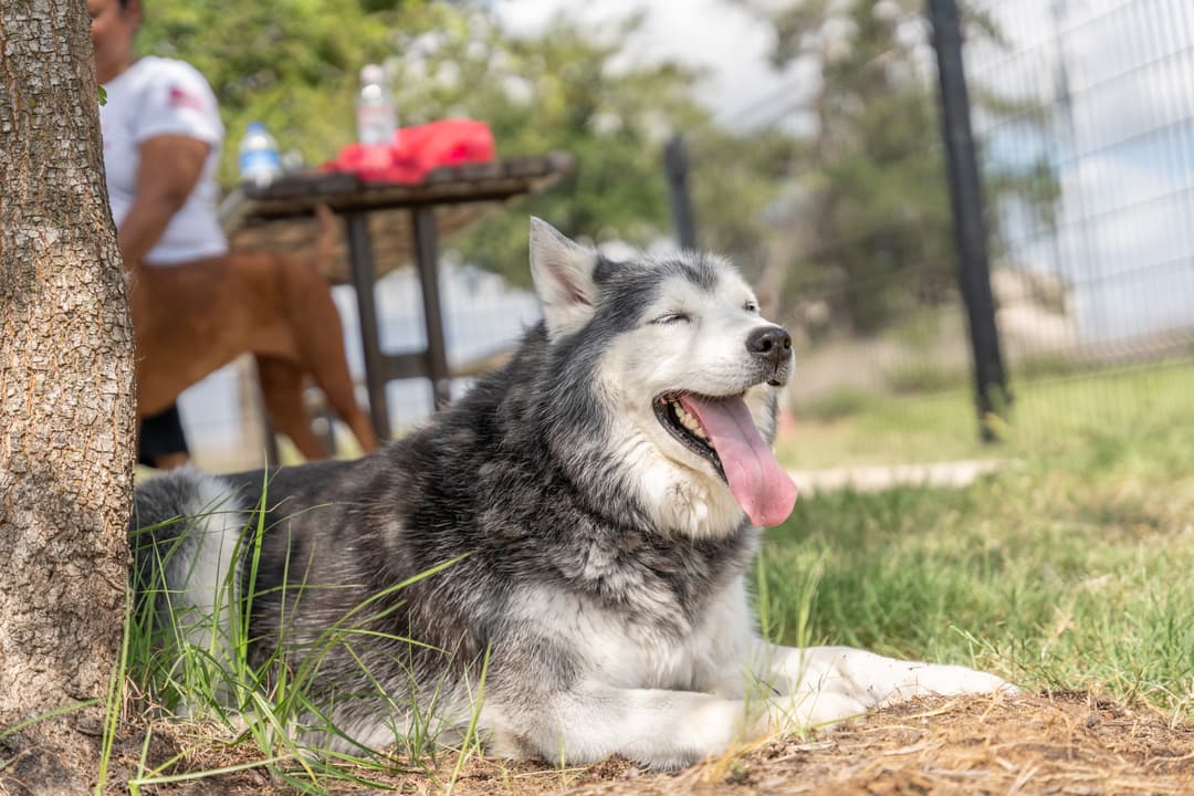 dog smiling at dog park