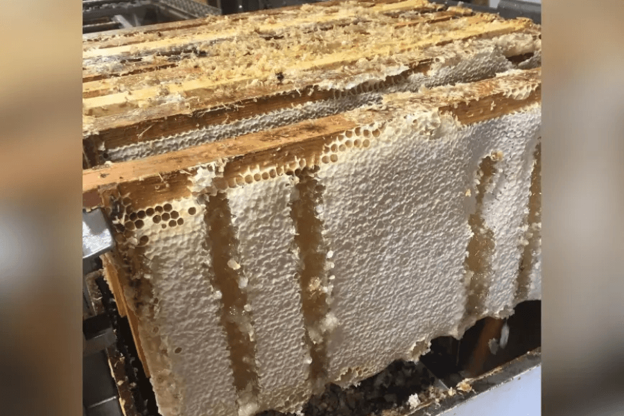 Wooden beehive frames filled with capped honeycomb, ready for honey extraction.