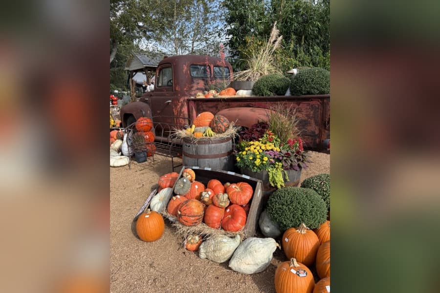 Rustic vintage truck fall display with pumpkins, gourds, mums, and grasses at an outdoor market.