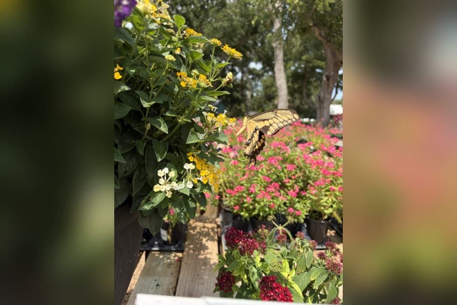 Yellow swallowtail butterfly on lantana flowers at an outdoor garden nursery with potted pink blooms.