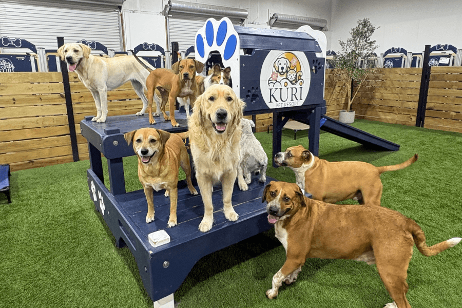Group of dogs on and around play structures at Kuri Pet Resort indoor daycare with artificial grass.