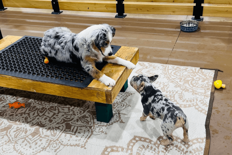 3 ways Kuri Pet Resort is preparing local pets for the holiday season