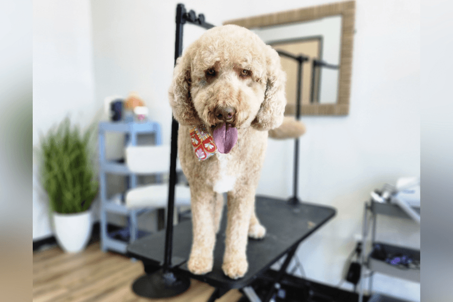 Fluffy tan poodle with tongue out stands on a grooming table in a pet salon.