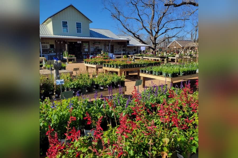 Outdoor garden center with potted red and purple flowers and plants in front of a yellow building under blue sky.