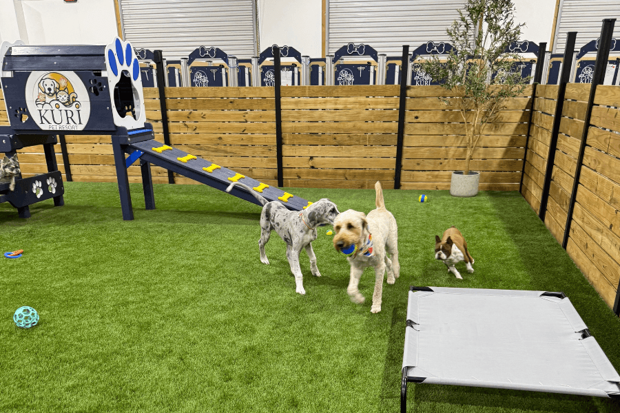 Dogs play on artificial turf at Kuri Pet Resort, one carrying a ball, with ramp, toys, and raised bed nearby.