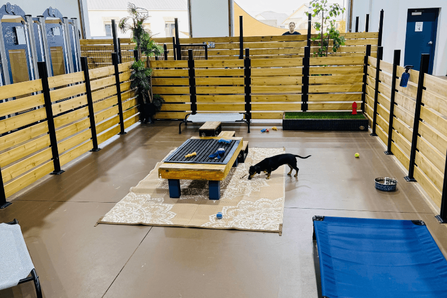Small black and tan dog plays in an indoor doggy daycare area with wooden fencing, toys, and a dog bed.