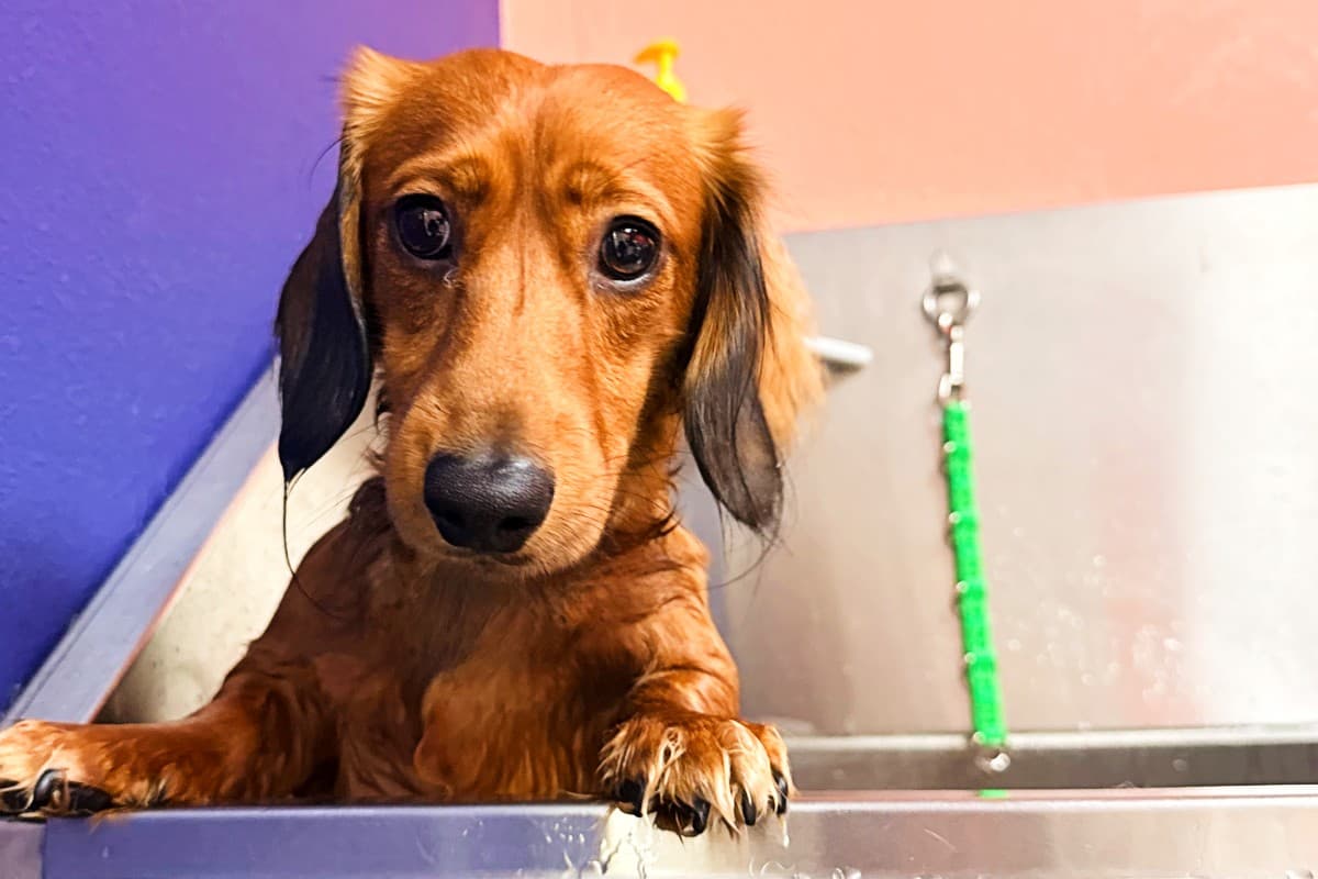 PetCare Plus relocates from Fort Worth to Keller, now offers boarding