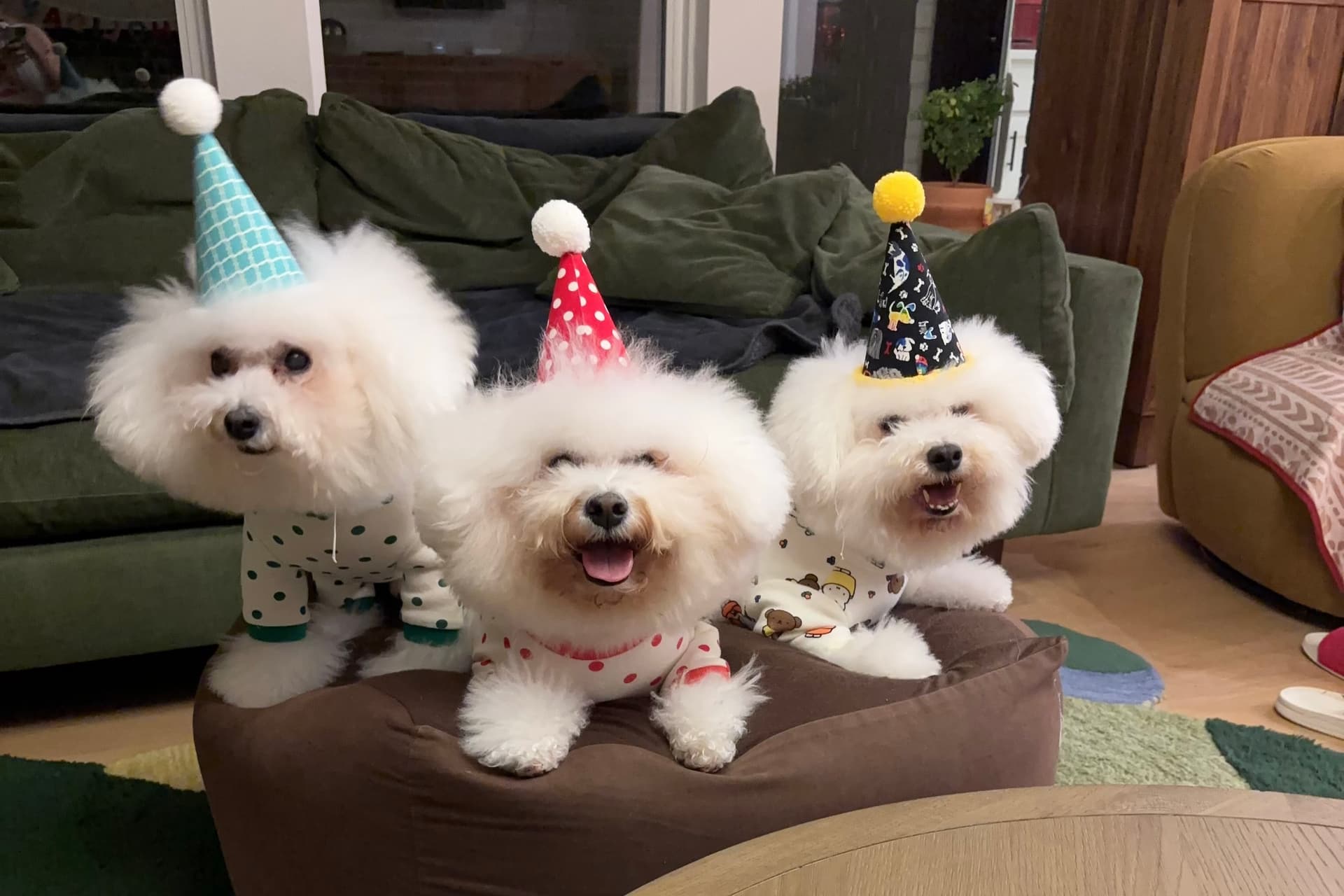 Broccolilee Pet Hotel to bring pet boarding, grooming to McKinney