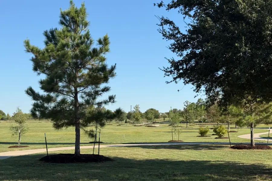 Young pine tree with mulch bed in a grassy park with winding paths under a clear blue sky.
