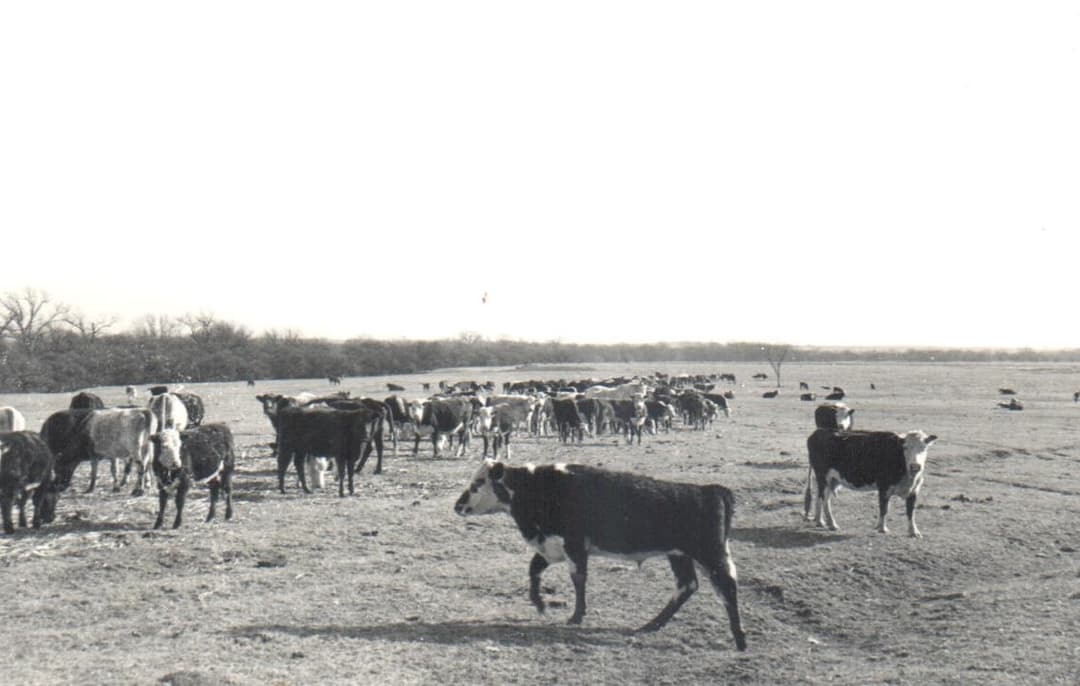 A herd of cattle grazing on a bare, dry pasture with trees along the horizon, in black and white.