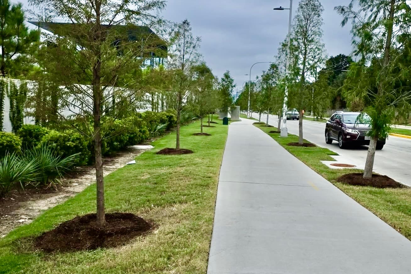 30 trees planted along Montrose Boulevard after challenges