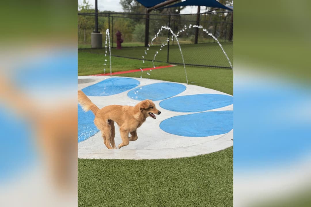 Golden-colored dog runs playfully on a paw-print splash pad with arcing water jets at a dog park.