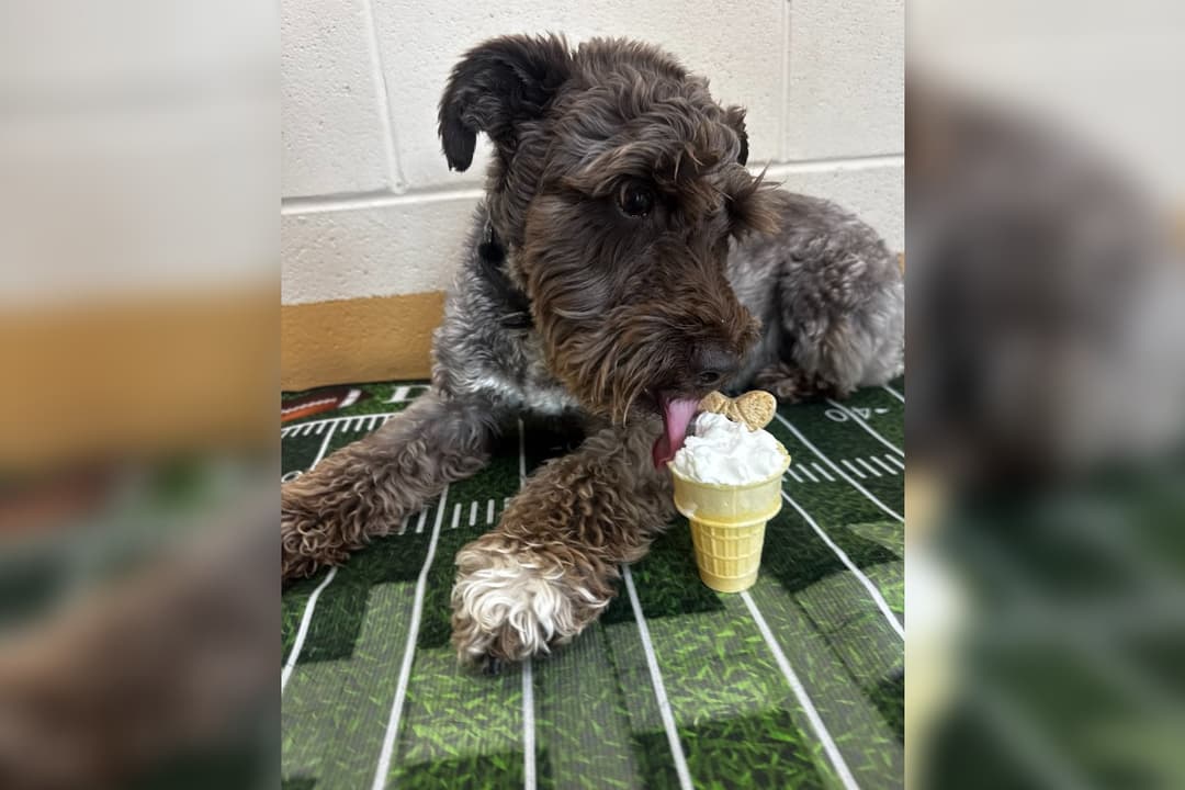 Curly brown dog licking a whipped cream cone topped with a biscuit on a football-field mat.