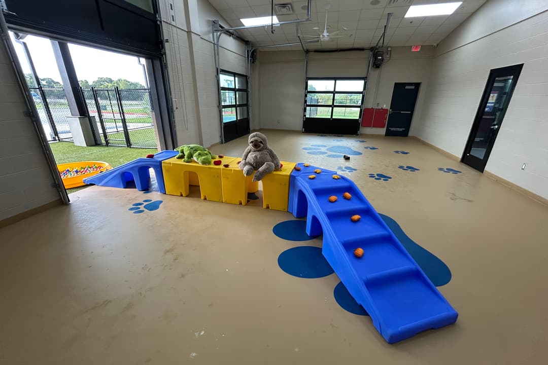 Indoor dog daycare play area with blue and yellow climbing ramps, plush toys, and paw-print floor decals.