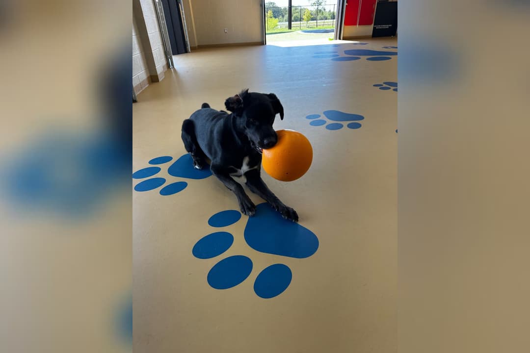 Black dog holds an orange ball while lying on a floor painted with blue paw prints at a doggy daycare.