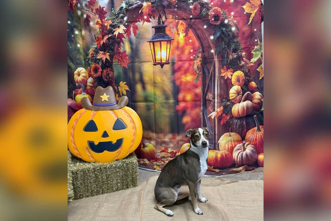 Brown and white dog sits beside a jack-o'-lantern wearing a cowboy hat in an autumn-themed photo set with pumpkins.