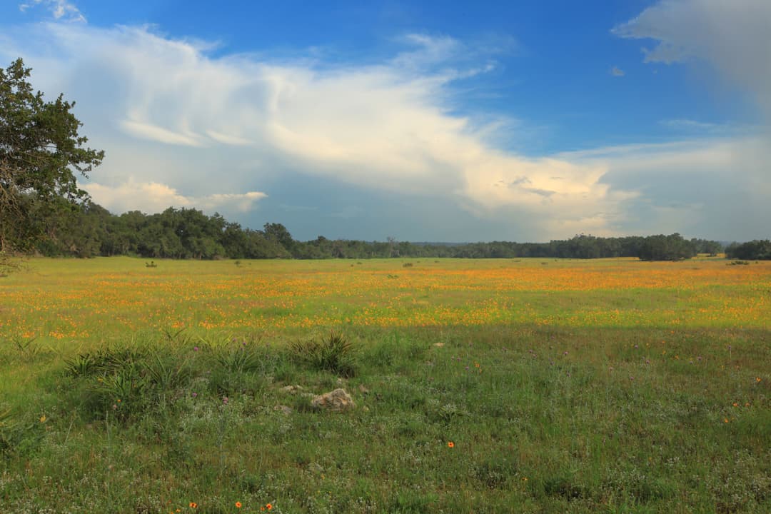 Meadow of orange wildflowers with trees on the horizon under a blue sky with large white clouds.