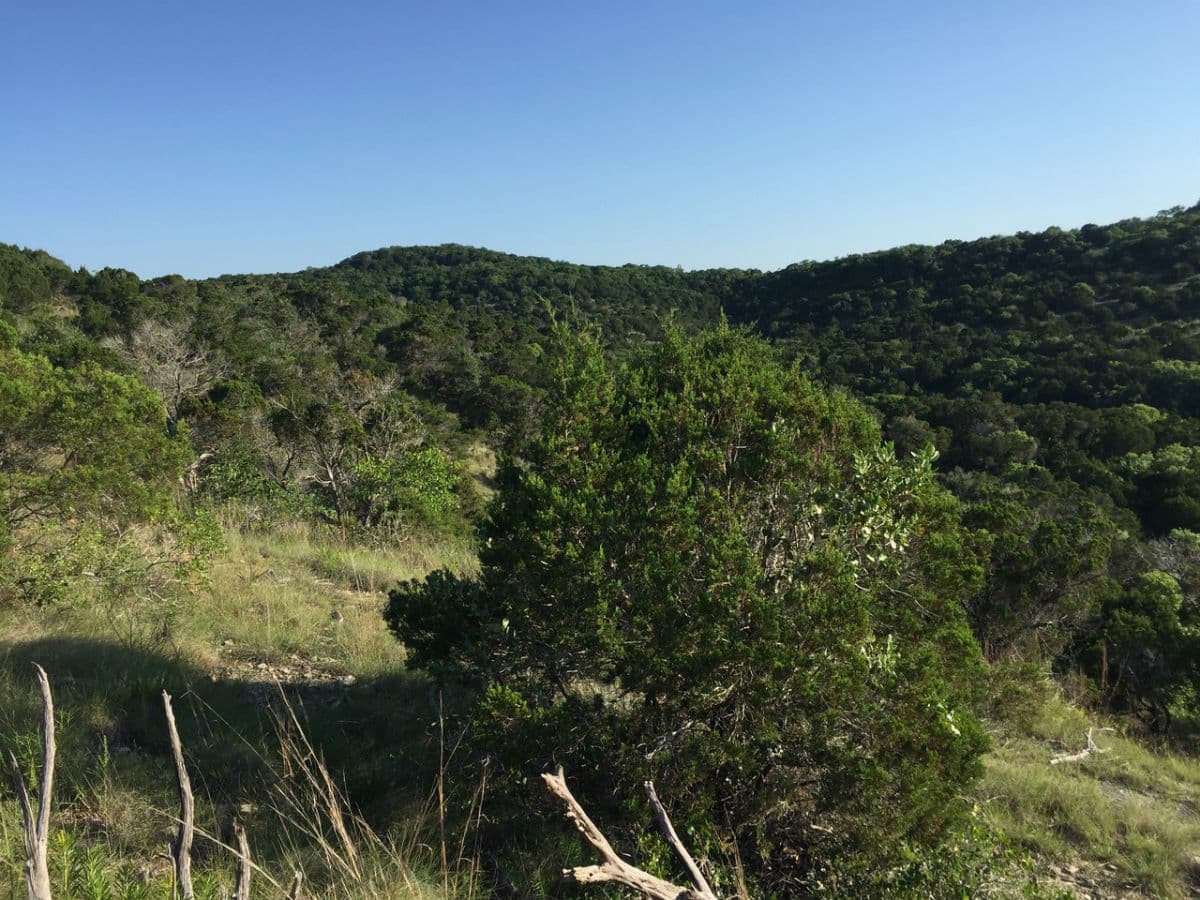 The real Grinch this holiday season in Central Texas could be cedar fever