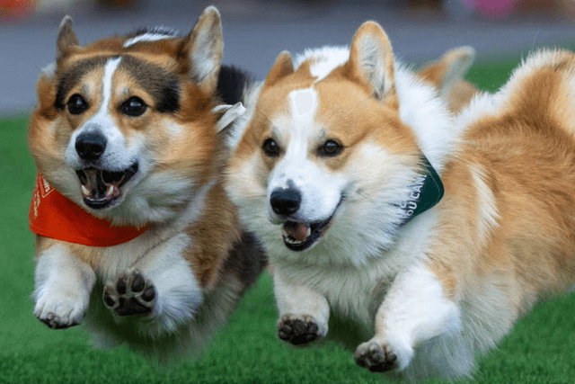 Corgi Rodeo 8 things to do in Bryan-College Station this weekend | Bryan - College ...