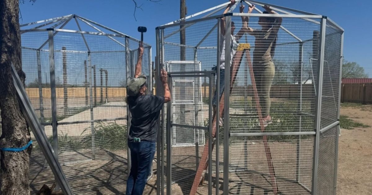 Learn how to help Bastrop wildlife rescuers build a haven