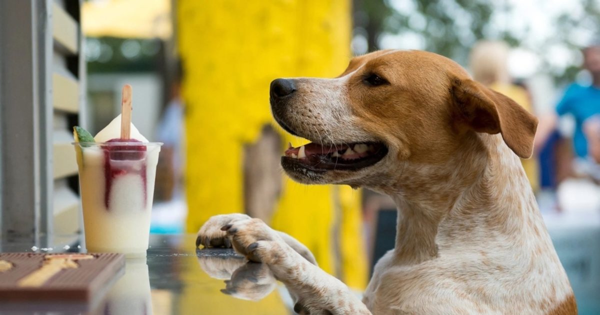 Brews and Paws now open in Northwest Austin