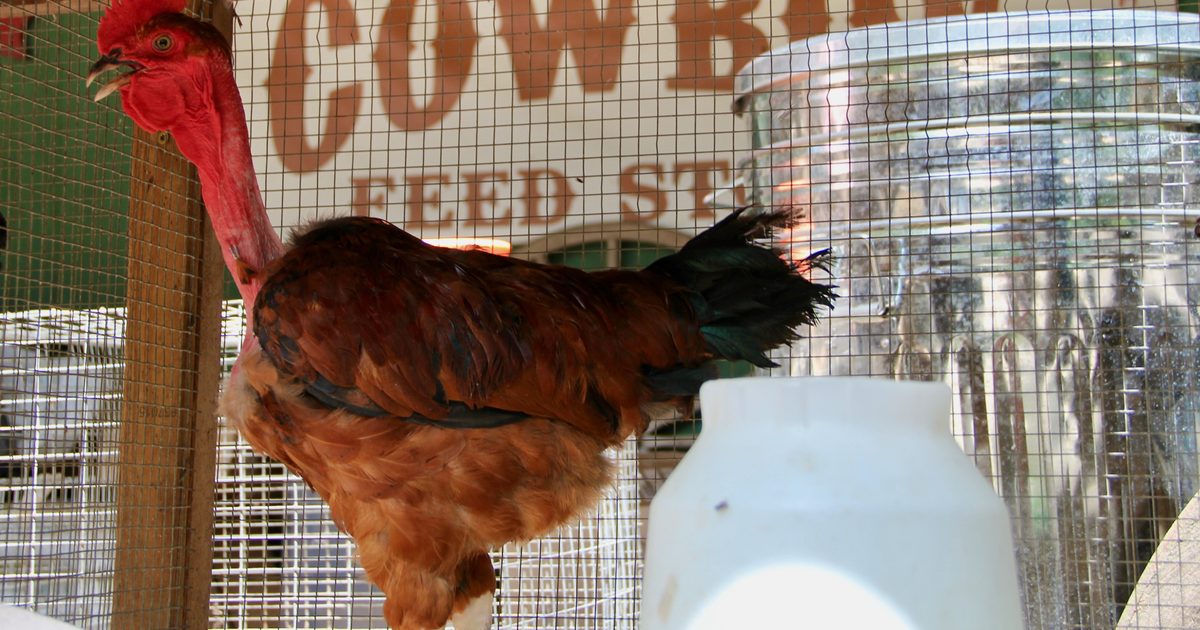 'Community-built' Cowboy Feed Store offers livestock supplies in New Caney