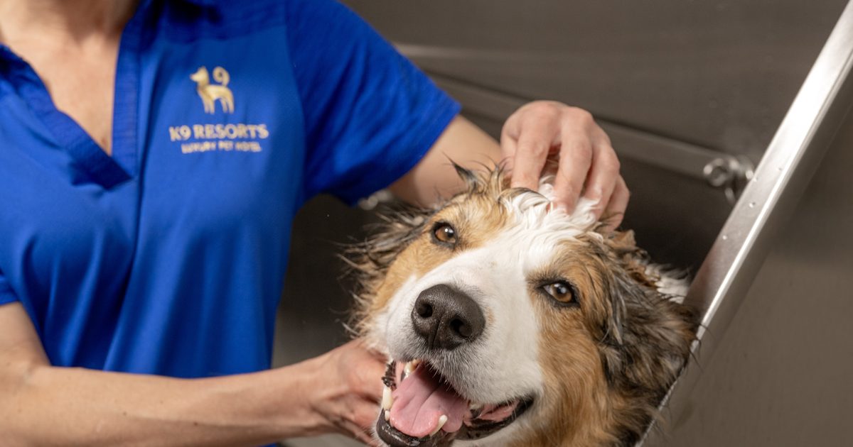 K9 Resorts in the Heights launches new wellness spa amenity