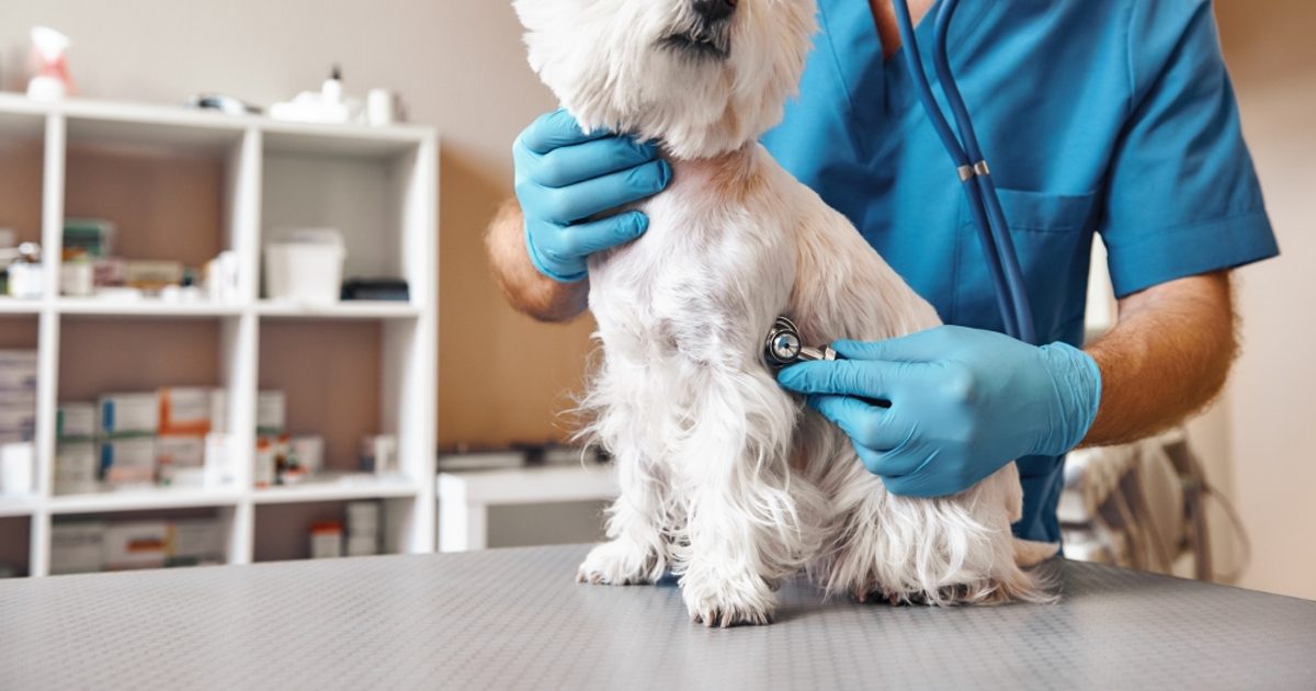 Harris County commissioners approve spay, neuter price increases