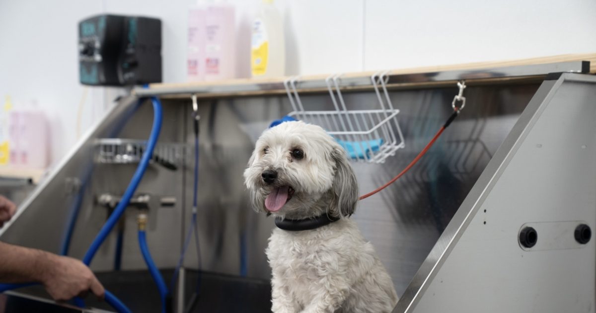 Dog grooming, arms manufacturing: see 5 local business updates in Tomball and Magnolia