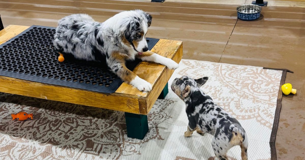 Kuri Pet Resort expands services for the holiday season