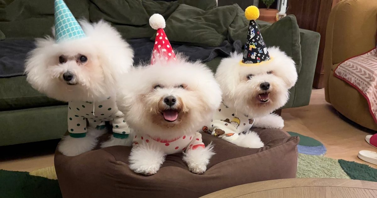 Broccolilee Pet Hotel to bring pet boarding, grooming to McKinney