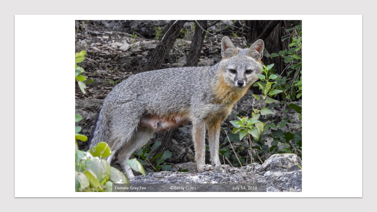 Wild for Wildlife! – Free Family Fun Day