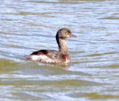 Free Monthly Guided Bird Hikes at Seabourne Creek Nature Park